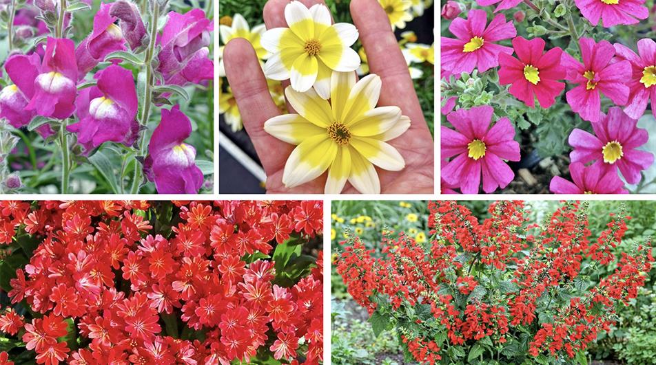 KPP's new plants for Chelsea 2026